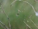 Nephila_edulis_D3555_Z_84_Mt Florence station_Australie
